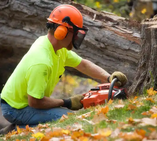 tree services Belmar